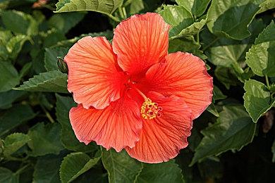 《AI：梦境档案：涅槃肇始》官方推出在线ARG“隐藏蝙蝠”